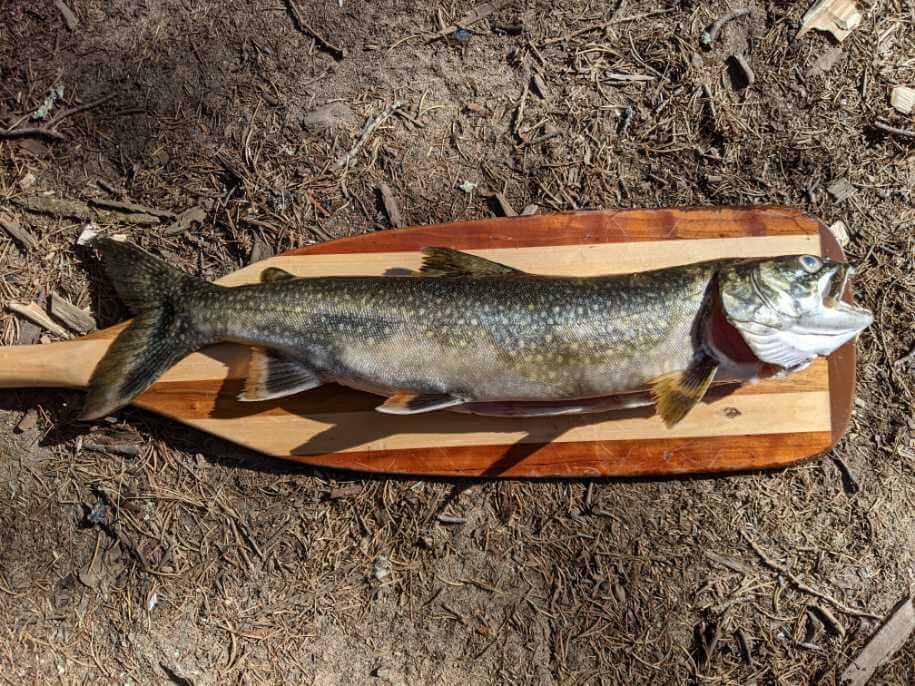 Fishing for lake trout in the BWCA