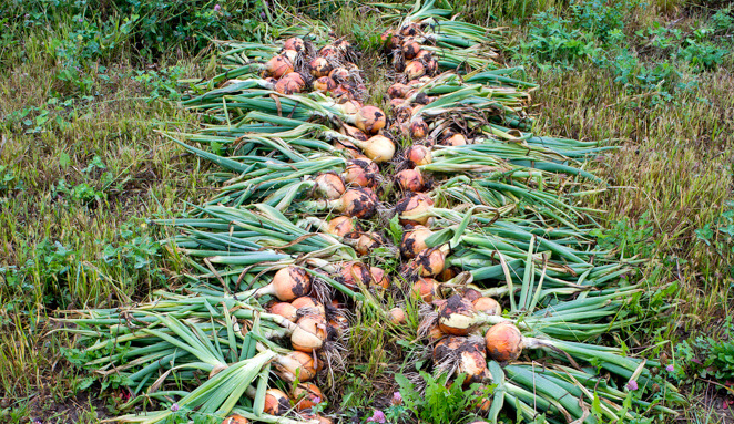 Dozens of freshly harvest onions layed out in two rows.