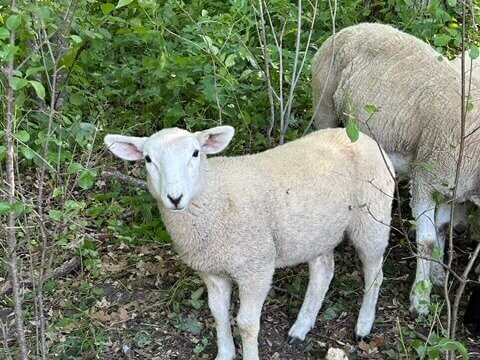A sheep looking at the camera.