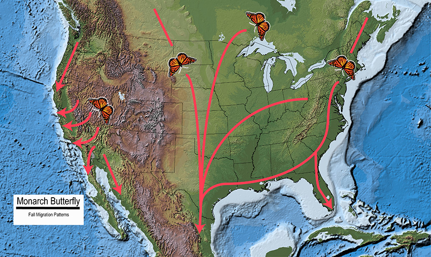 Map showing map of Monarchs migrating in the fall. Retrieved for US forest service website