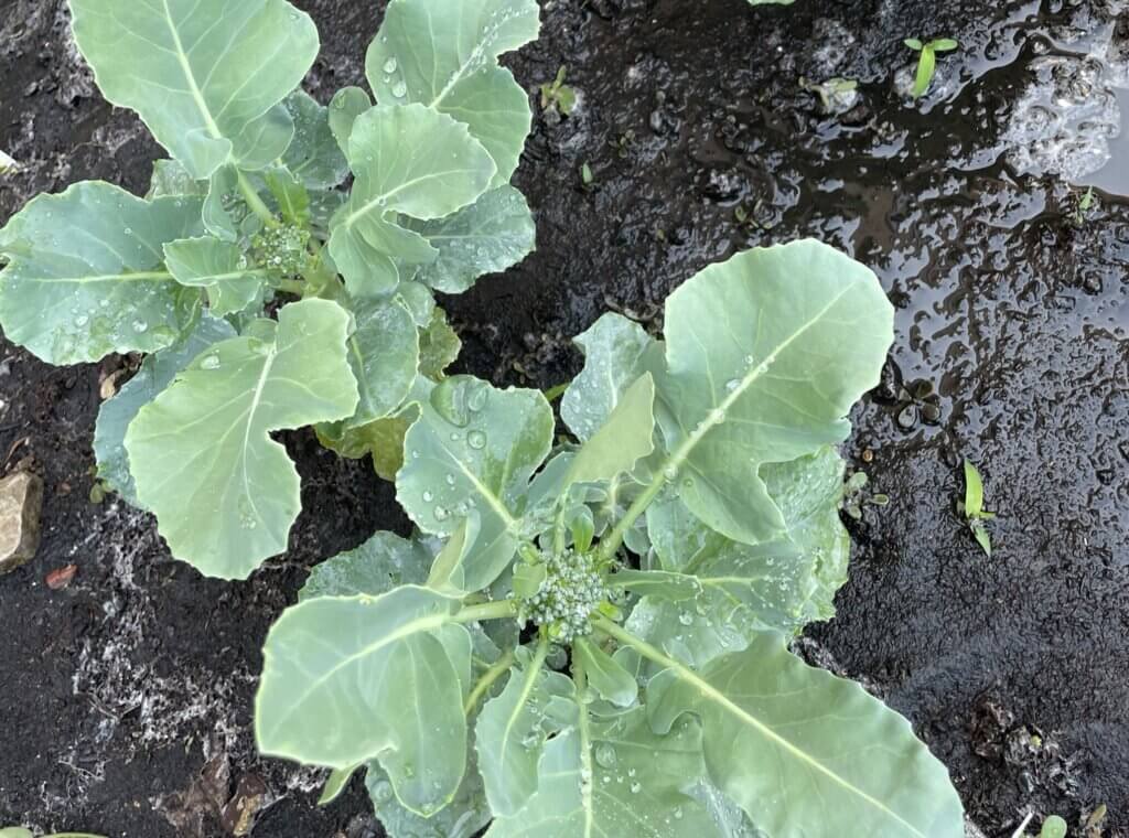 Kale
