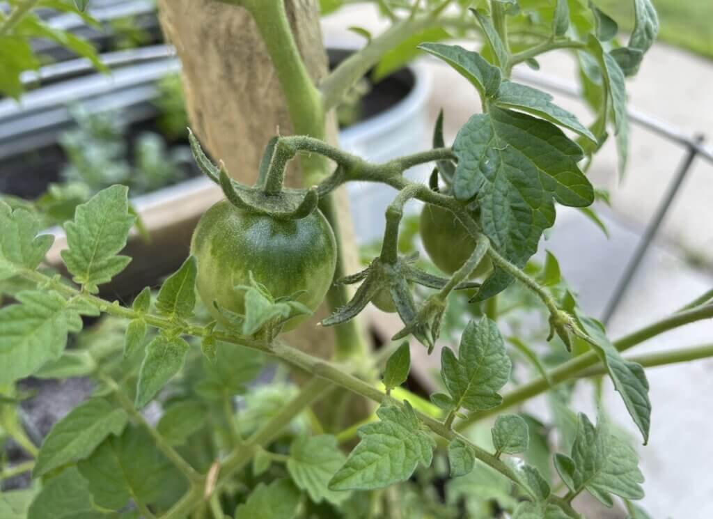 Tomato