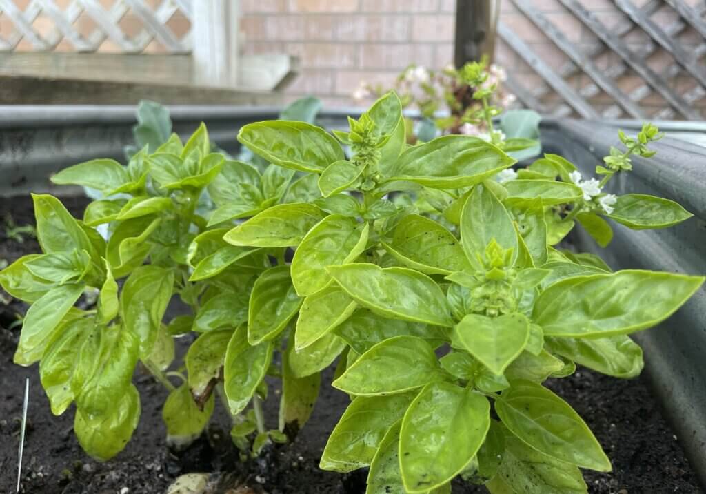Basil
