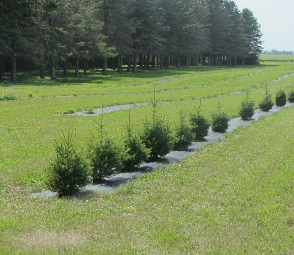 newly planted tress