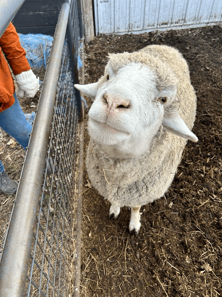 Dumbledore, the sheep
