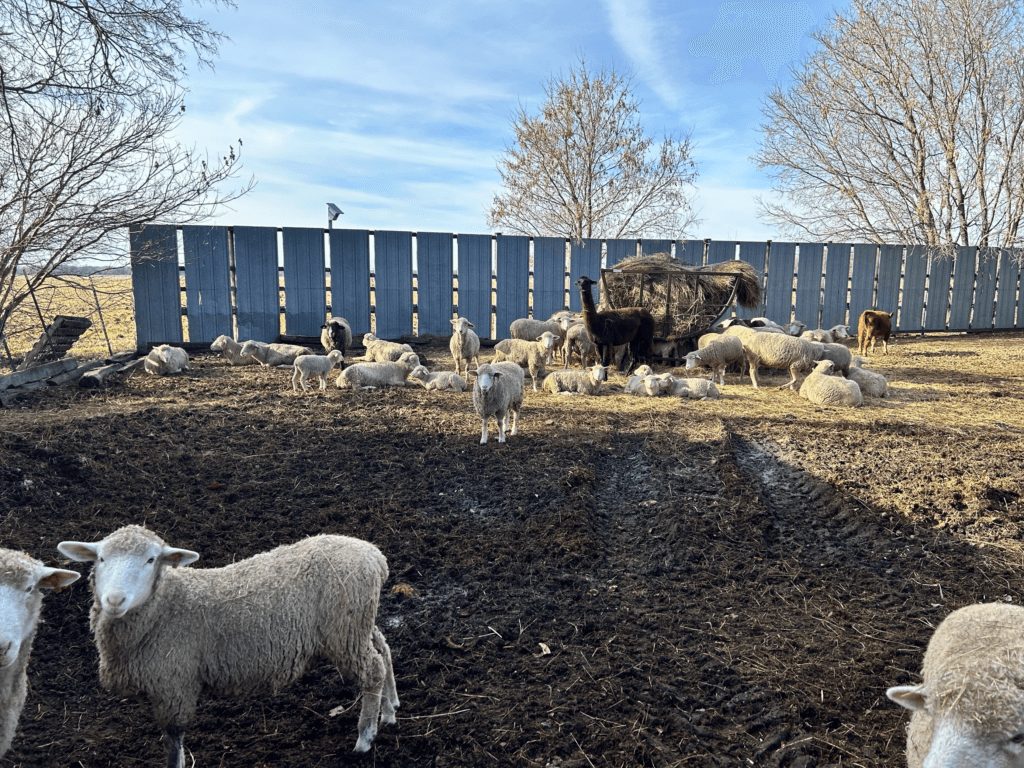 the pasture at Harvest hopes farm