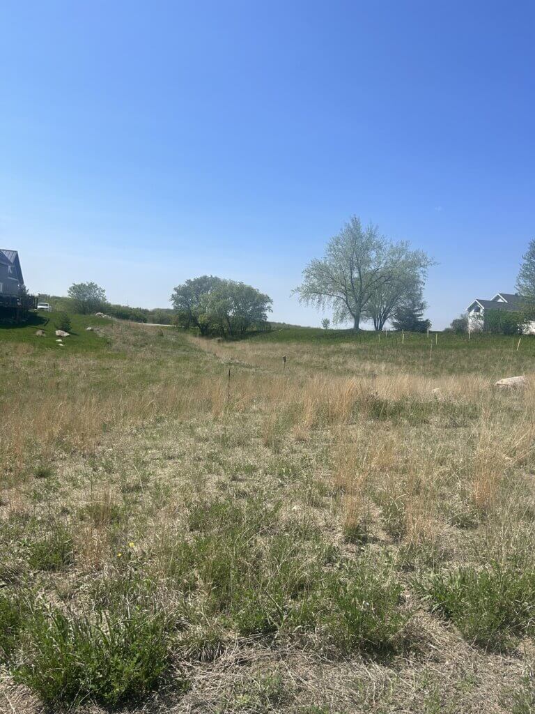 native prairie grass in Alex Blondeau's house near Fergus Falls