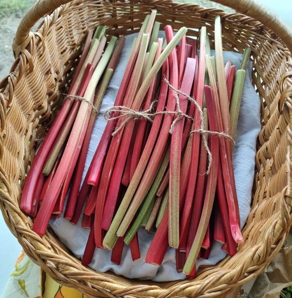 rhubarb
