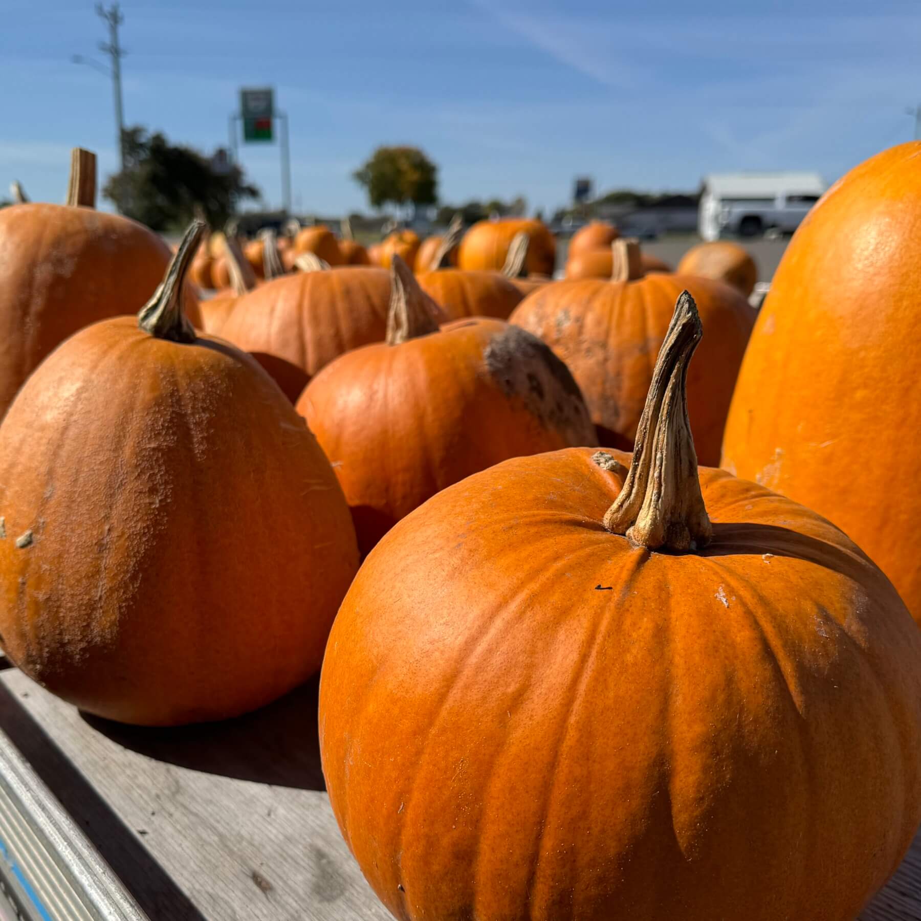 Pumpkins