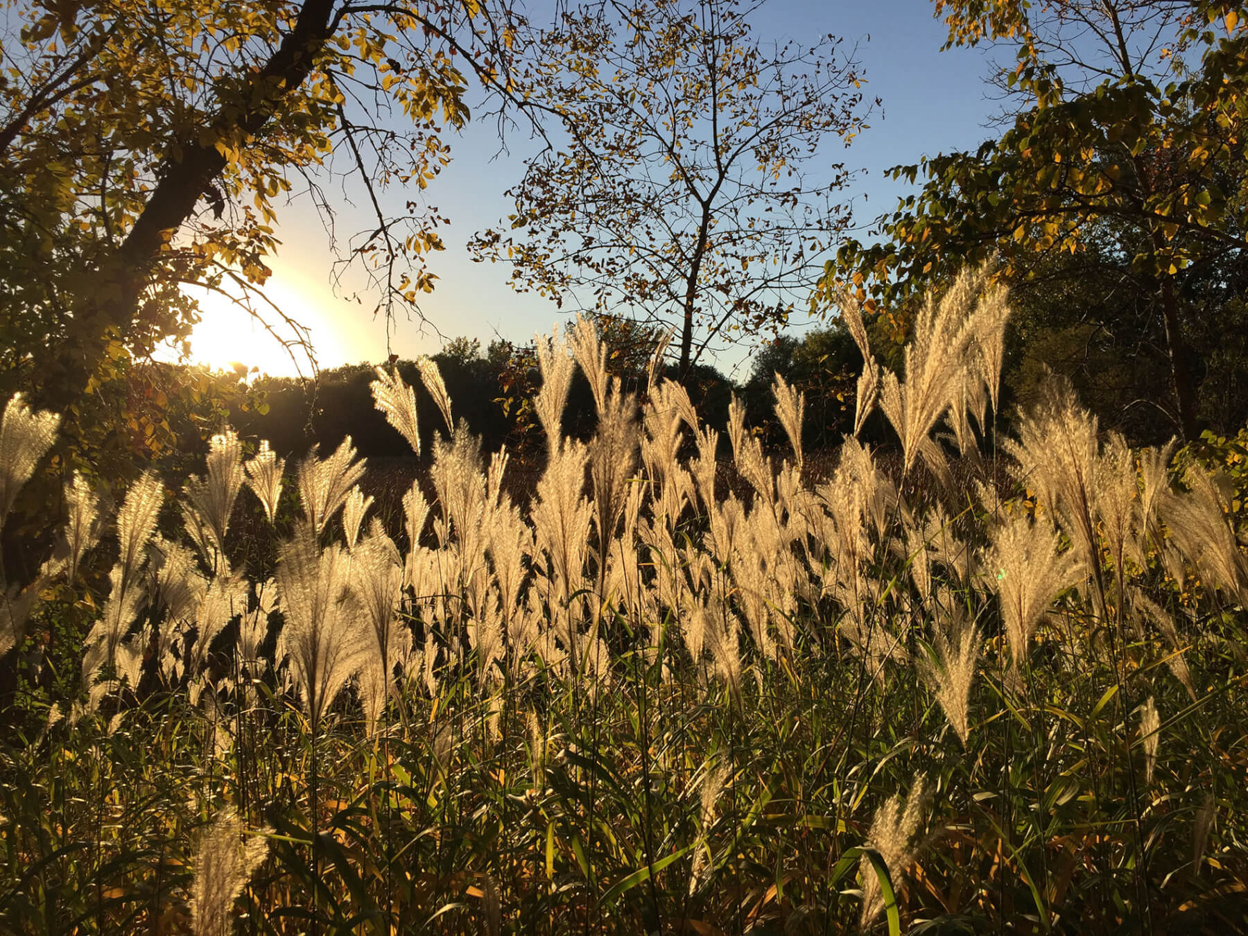 Autumn Grasses