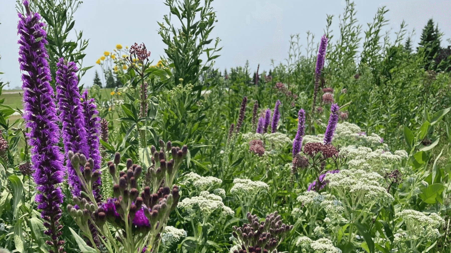 Native wildflowers