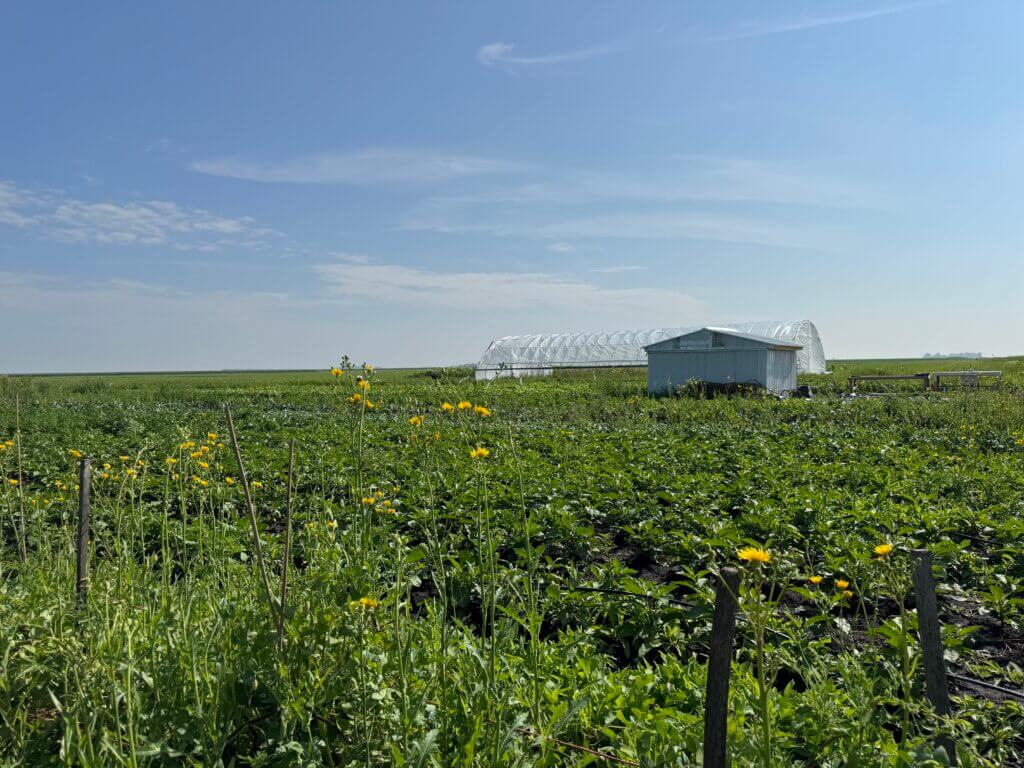 Caliton's farm