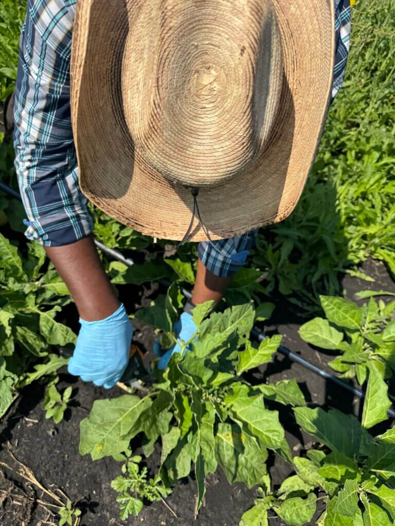 Caliton picks eggplants.
