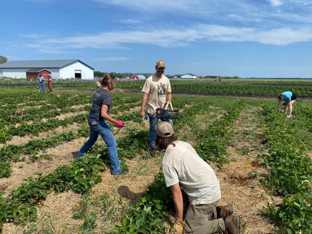 Local food event at Farm in the Dell. Volutneers harvest in the garden on a sunny day.